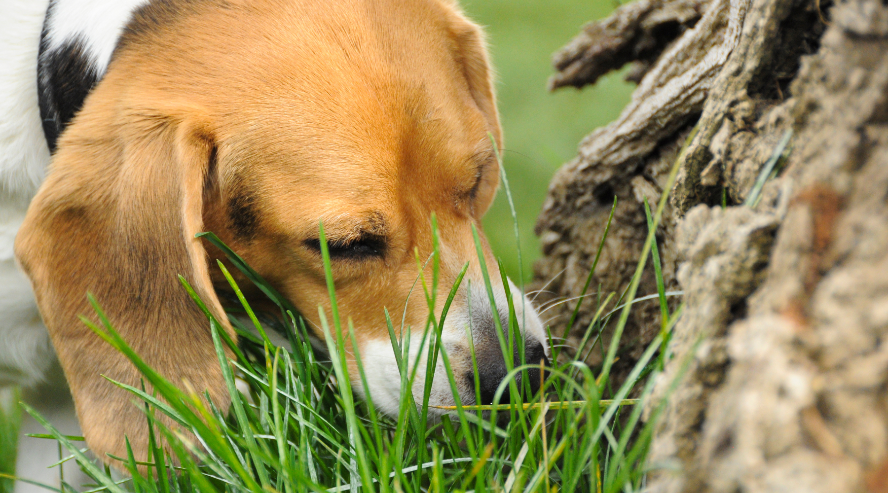 🐾 Why Do Dogs Eat Grass? The Most Googled Dog Question – Answered!